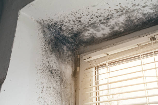 Affordable Mold Remediation solutions in Bardonia, NY