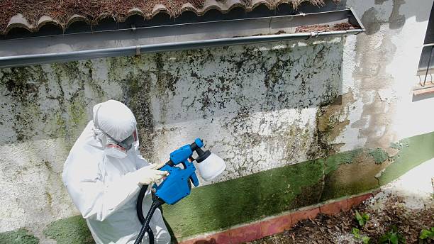 Top rated local Mold Remediation specialists in Bardonia, NY